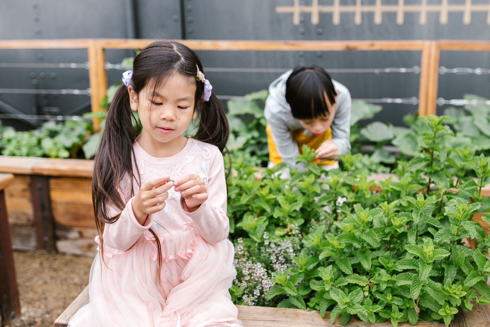 Little Garden